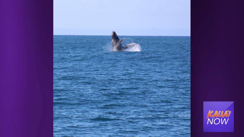 Humpback Whale Sighting. PC: Blue Dolphin, Kauai